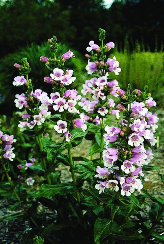 Image of Penstemon 'Prairie Splendor'|Juniper Level Botanic Gdn, NC|JLBG