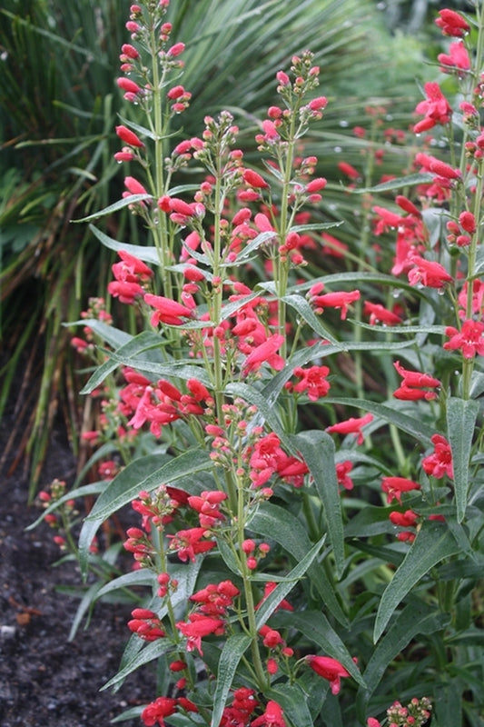 Image of Penstemon 'Red Riding Hood' PP 18,950|Juniper Level Botanic Gdn, NC|JLBG
