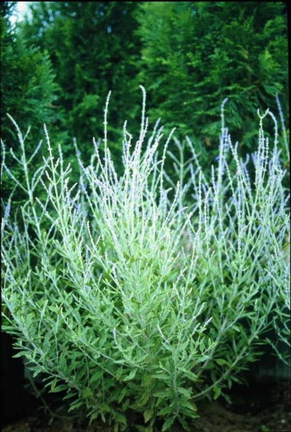 Image of Perovskia atriplicifolia 'Little Spire' PP 11,643|Walters Gardens, MI|www.perennialresource.com