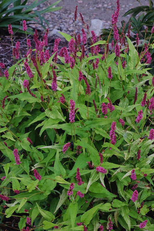 Image of Persicaria amplexicaulis 'Golden Arrow'||