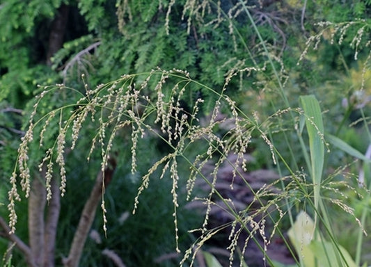 Image of Phaenosperma globosum||