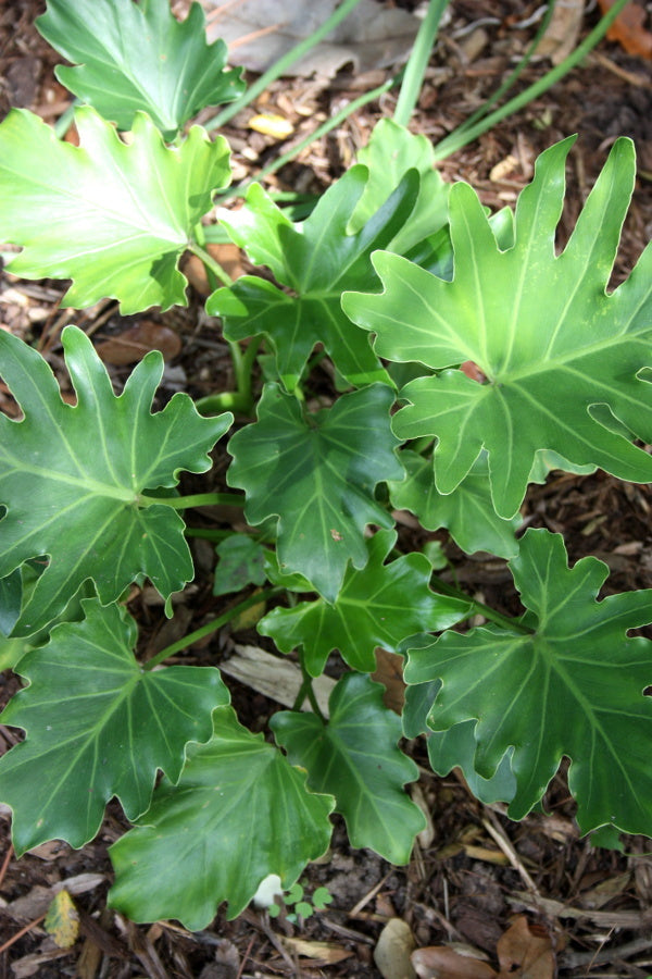 Image of Philodendron 'Hope'|Juniper Level Botanic Gdn, NC|JLBG