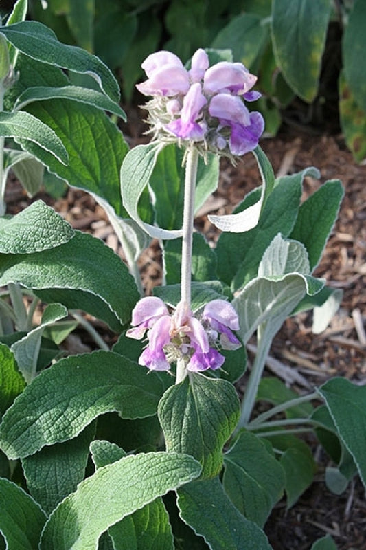 Image of Phlomis cashmeriana|Juniper Level Botanic Gdn, NC|JLBG