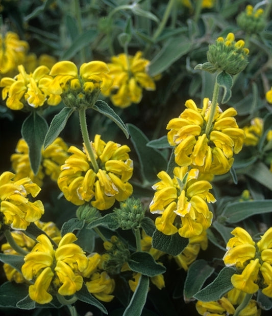 Image of Phlomis fruticosa 'Miss Grace'|Juniper Level Botanic Gdn, NC|JLBG