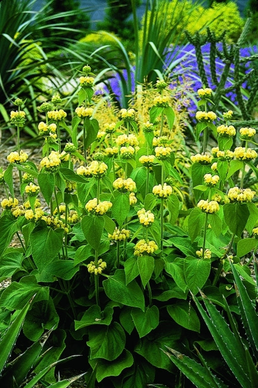 Image of Phlomis russeliana|Juniper Level Botanic Gdn, NC|JLBG