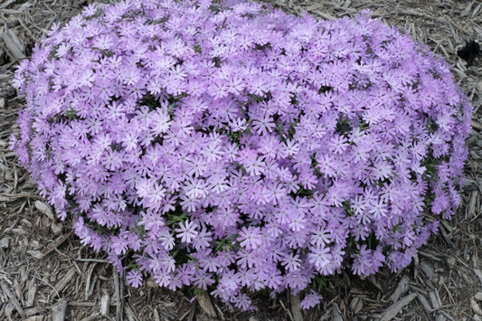 Image of Phlox 'Bedazzled Lavender' PP 31,168taken at Juniper Level Botanic Gdn, NC