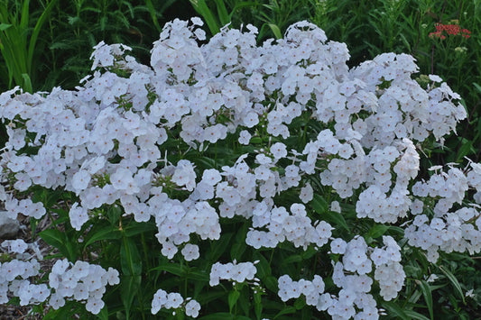 Image of Phlox 'Fashionably Early Crystal' PP 28,679|Juniper Level Botanic Gdn, NC|JLBG