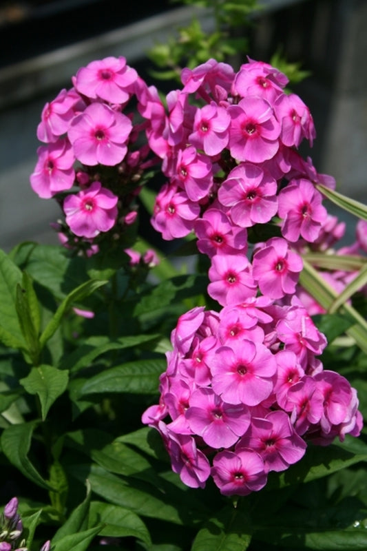 Image of Phlox 'Fondant Fancy' PPAF|Juniper Level Botanic Gdn, NC|JLBG
