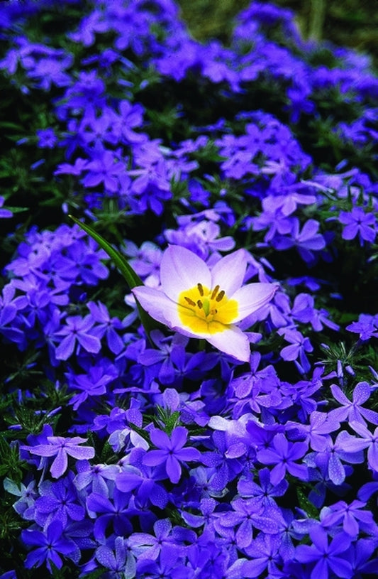 Image of Phlox 'Green Spring'|Juniper Level Botanic Gdn, NC|JLBG