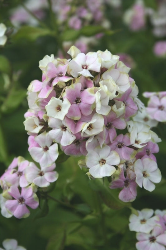 Image of Phlox 'Sherbet Cocktail' PPAF|Juniper Level Botanic Gdn, NC|JLBG