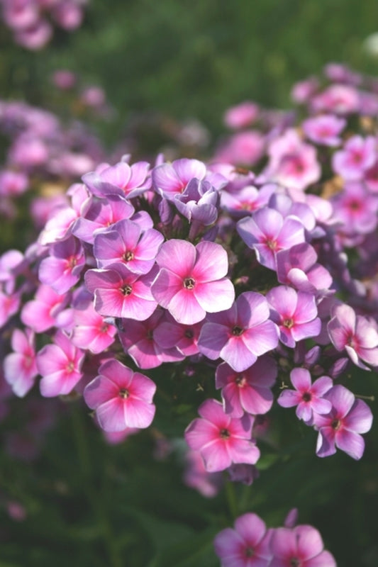 Image of Phlox 'Swirly Burly' PPAF|Juniper Level Botanic Gdn, NC|JLBG