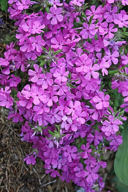 Image of Phlox amoena 'Bibb Pink'|Juniper Level Botanic Gdn, NC|JLBG