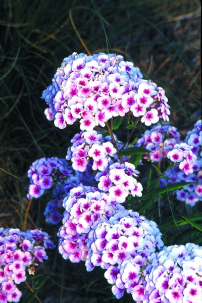 Learn about Phlox x arendsii 'Eye Catcher' | Phlox