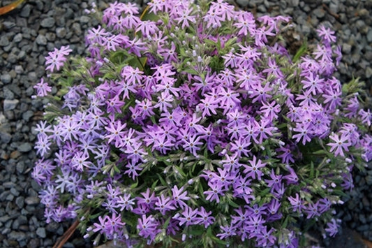 Image of Phlox bifida 'Betty Blake'||