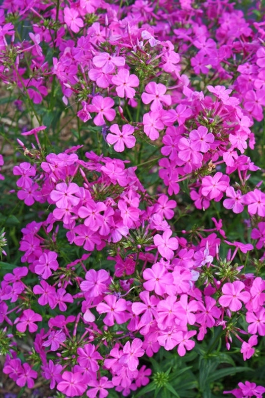 Image of Phlox carolina 'Lil' Cahaba'|Juniper Level Botanic Gdn, NC|JLBG