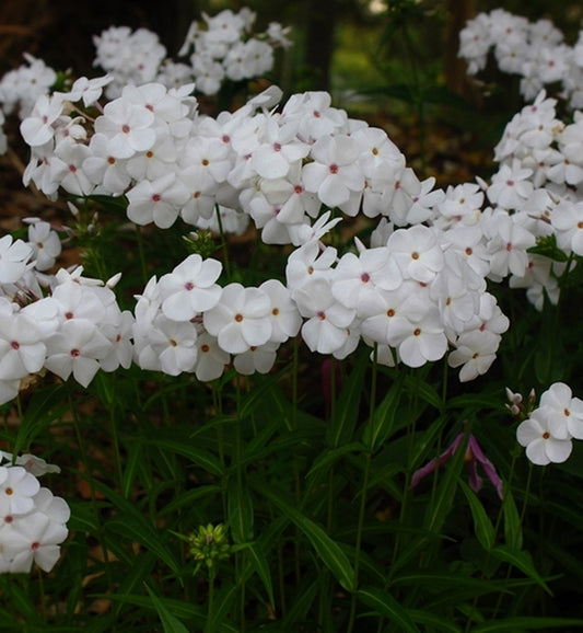 Image of Phlox carolina 'Minnie Pearl'|Juniper Level Botanic Gdn, NC|JLBG