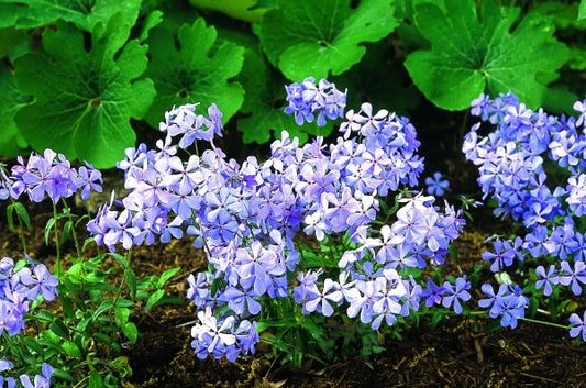 Image of Phlox divaricata 'Blue Elf'|P. Aguirre Gdn, MN|P. Aguirre