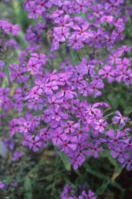 Image of Phlox divaricata 'Louisiana'|Juniper Level Botanic Gdn, NC|JLBG