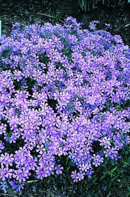 Image of Phlox divaricata 'Parksville Beach'|Juniper Level Botanic Gdn, NC|JLBG