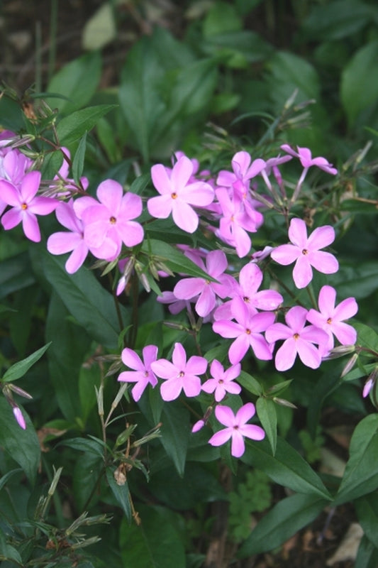 Image of Phlox latifolia 'Iron Mountain'|Juniper Level Botanic Gdn, NC|JLBG