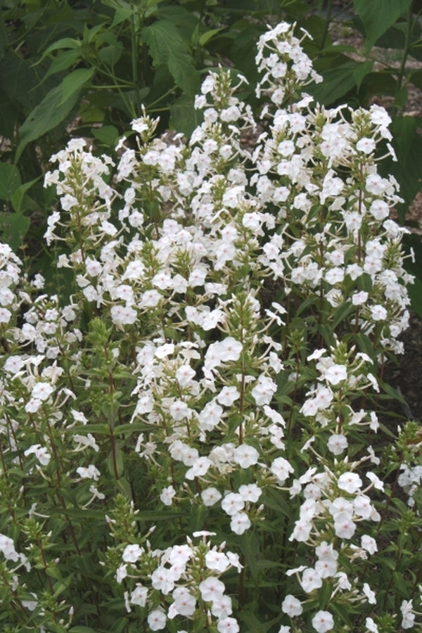 Image of Phlox maculata 'Flower Power' PP 17,551||