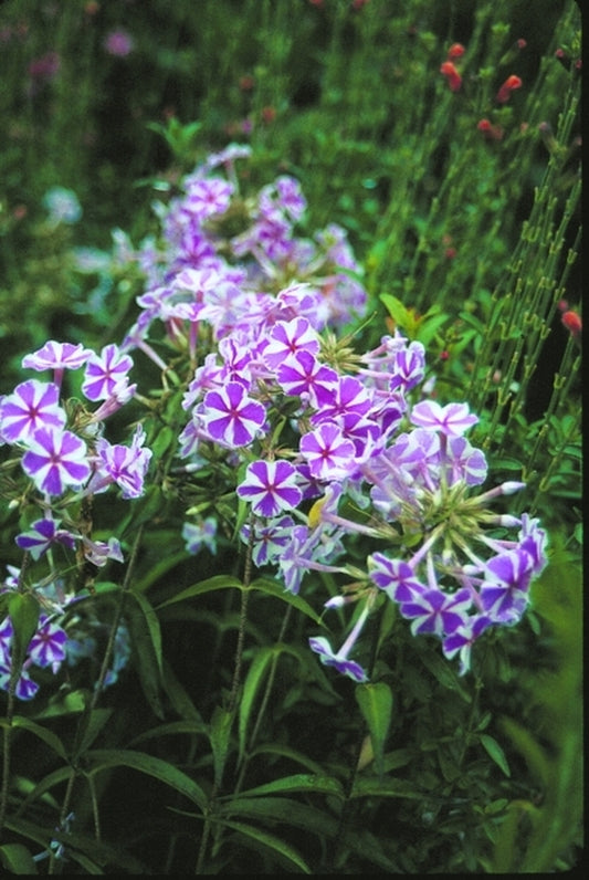 Image of Phlox maculata 'Natascha'|Juniper Level Botanic Gdn, NC|JLBG