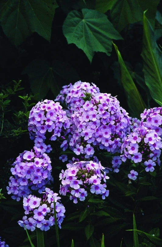 Image of Phlox paniculata 'Bright Eyes'|Juniper Level Botanic Gdn, NC|JLBG