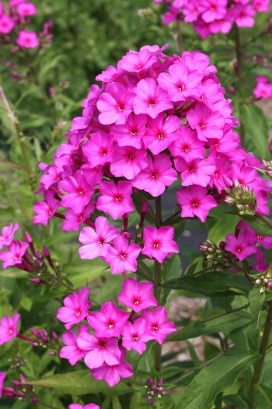Image of Phlox paniculata 'Dick Weaver'|Juniper Level Botanic Gdn, NC|JLBG