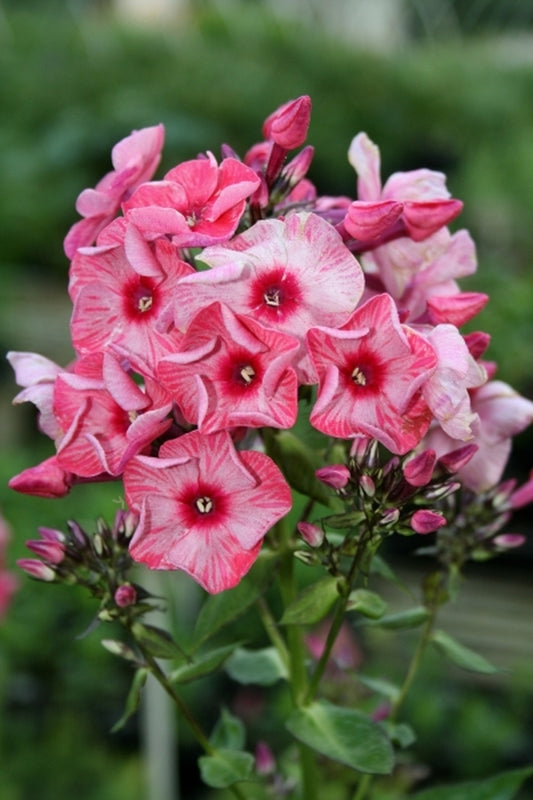 Image of Phlox paniculata 'Ferris Wheel' PPAF|Juniper Level Botanic Gdn, NC|JLBG