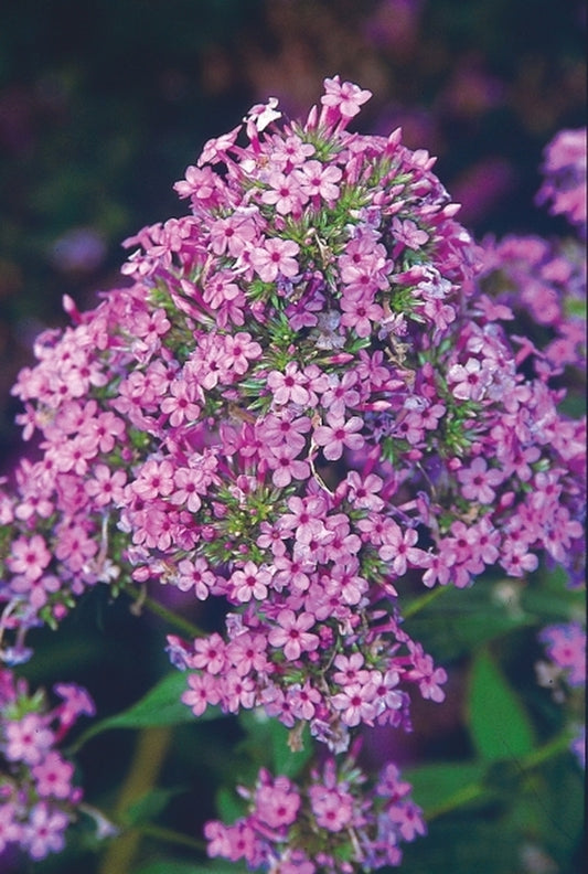 Image of Phlox paniculata 'Jeana'|Juniper Level Botanic Gdn, NC|JLBG