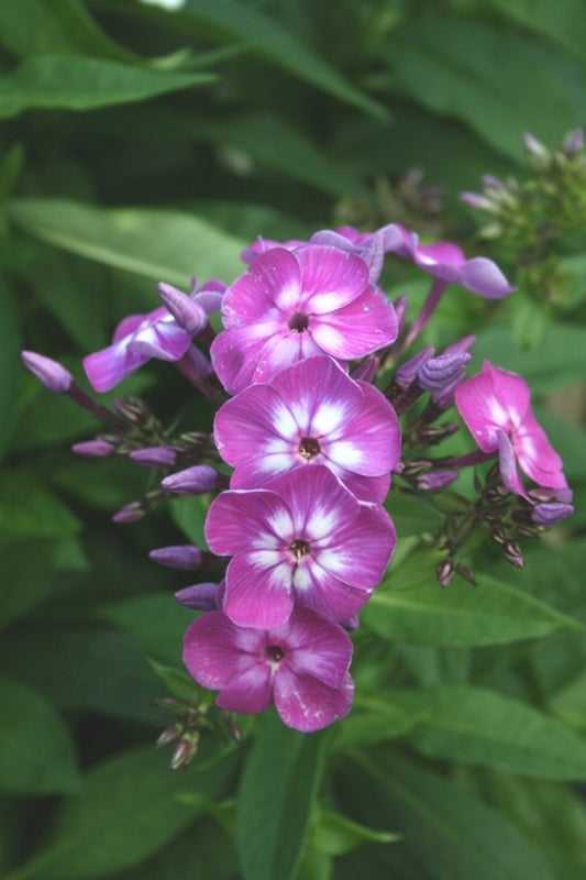 Image of Phlox paniculata 'Little Laura'|Juniper Level Botanic Gdn, NC|JLBG
