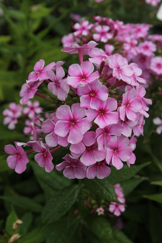 Image of Phlox paniculata 'Neon Flare' PP 21,754||
