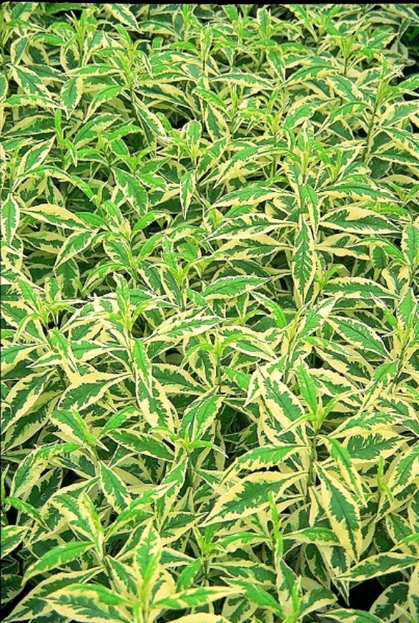 Image of Phlox paniculata 'Norah Leigh'|Juniper Level Botanic Gdn, NC|JLBG