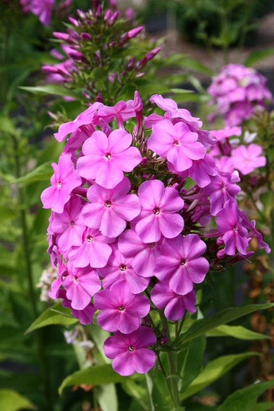 Image of Phlox paniculata 'Rene Duval'||