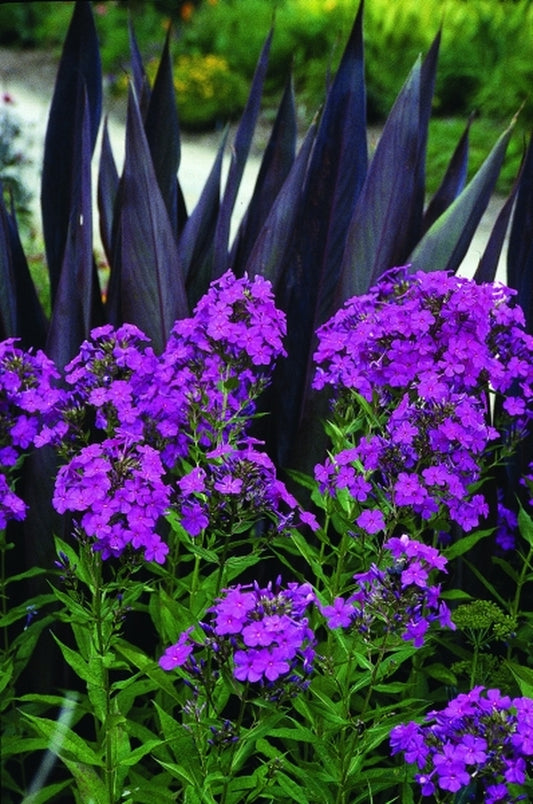 Image of Phlox paniculata 'Robert Poore'|Juniper Level Botanic Gdn, NC|JLBG
