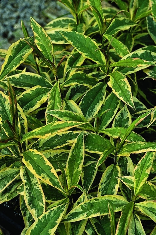 Image of Phlox paniculata 'Rubymine' PP 12,824, EUBR 9217|Juniper Level Botanic Gdn, NC|JLBG