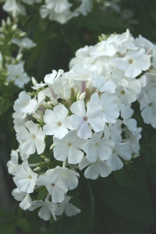 Image of Phlox paniculata 'Shorty White' PPAF|Juniper Level Botanic Gdn, NC|JLBG