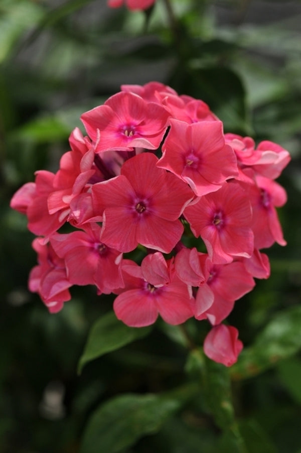 Image of Phlox paniculata 'Watermelon Punch' PP 19,610||Ball Horticultural Company
