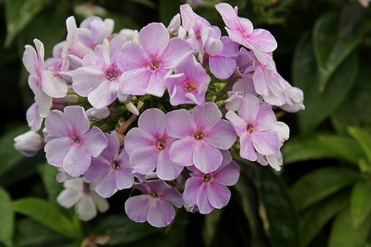 Image of Phlox paniculata 'Younique Mauve' PPAF||