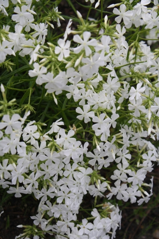 Image of Phlox pilosa 'Forest Frost'|Juniper Level Botanic Gdn, NC|JLBG