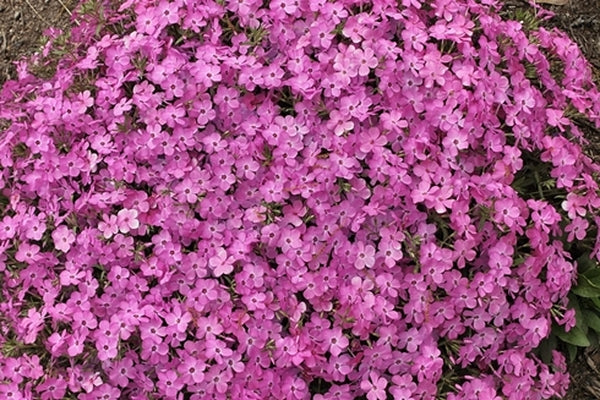 Image of Phlox x procumbens 'Pink Profusion' PP 25,883|Juniper Level Botanic Gdn, NC|JLBG