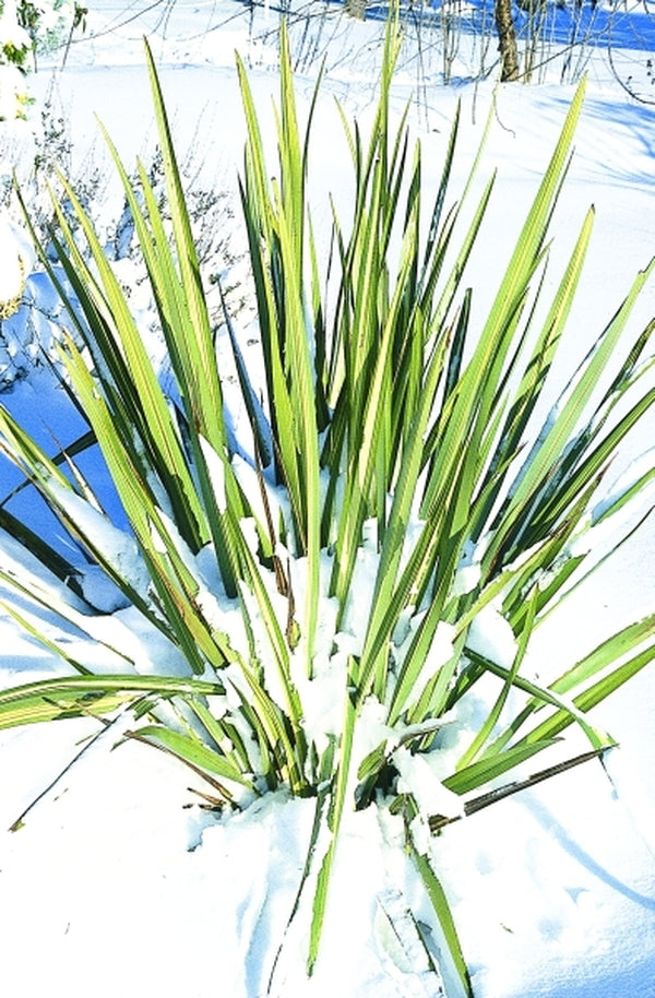Image of Phormium tenax 'Lineata'|Juniper Level Botanic Gdn, NC|JLBG