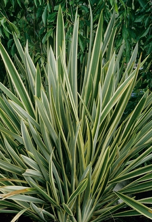 Image of Phormium tenax 'Variegata'|Maple Gdn, CA|