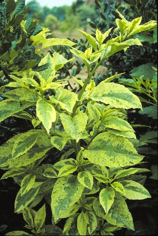 Image of Phytolacca americana 'Silberstein'|Juniper Level Botanic Gdn, NC|JLBG