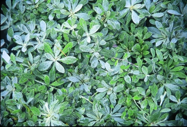 Image of Pilosella officinarum|Juniper Level Botanic Gdn, NC|JLBG