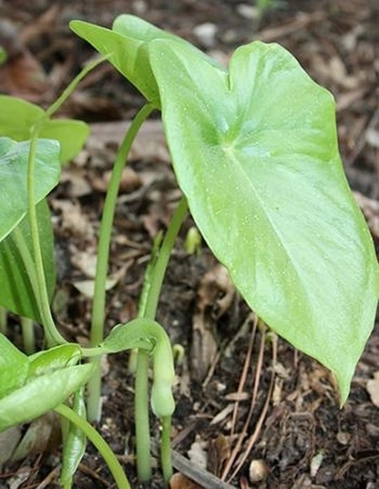 Image of Pinellia peltata|Juniper Level Botanic Gdn, NC|JLBG