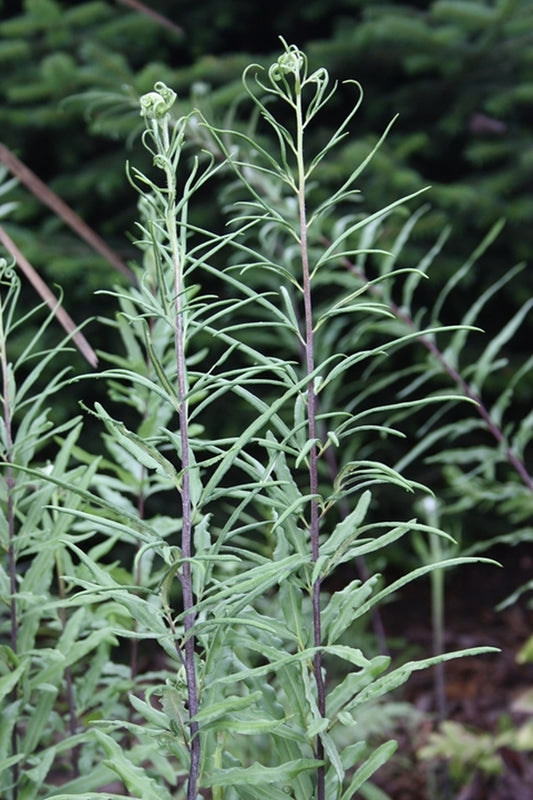 Image of Pityrogramma trifoliata 'Salta'taken at Juniper Level Botanic Gdn, NC by JLBG