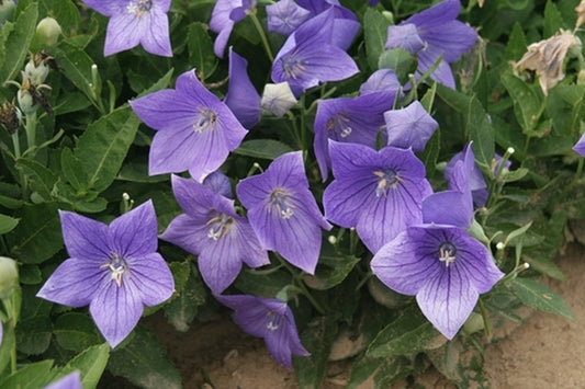 Image of Platycodon grandiflorus 'Sentimental Blue'|H. Hansen Gdn, MI|H. Hansen