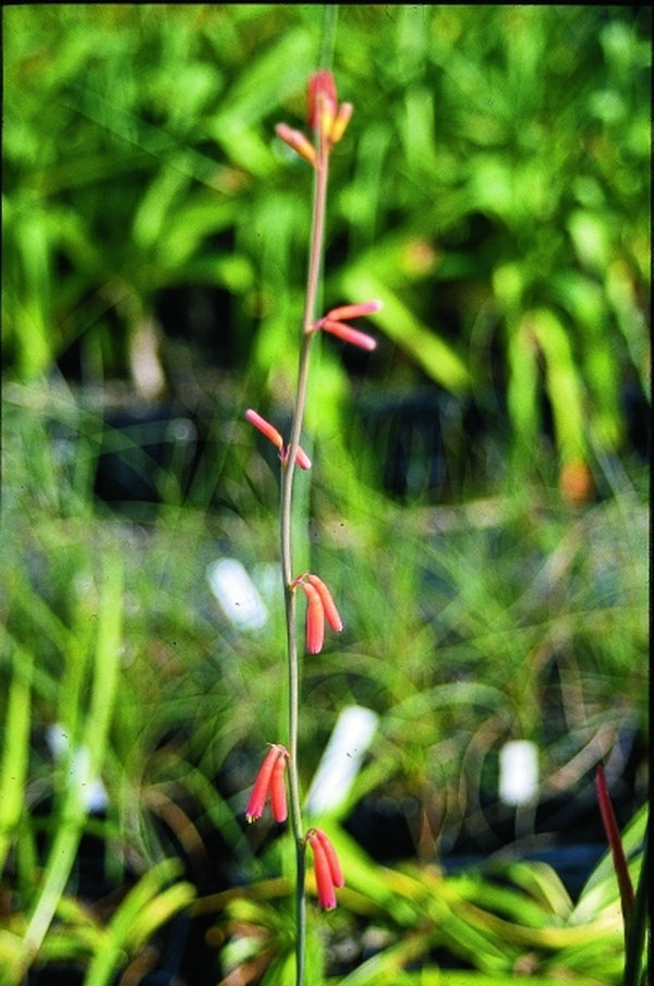 Image of Polianthes geminiflora Colima Form|Juniper Level Botanic Gdn, NC|JLBG