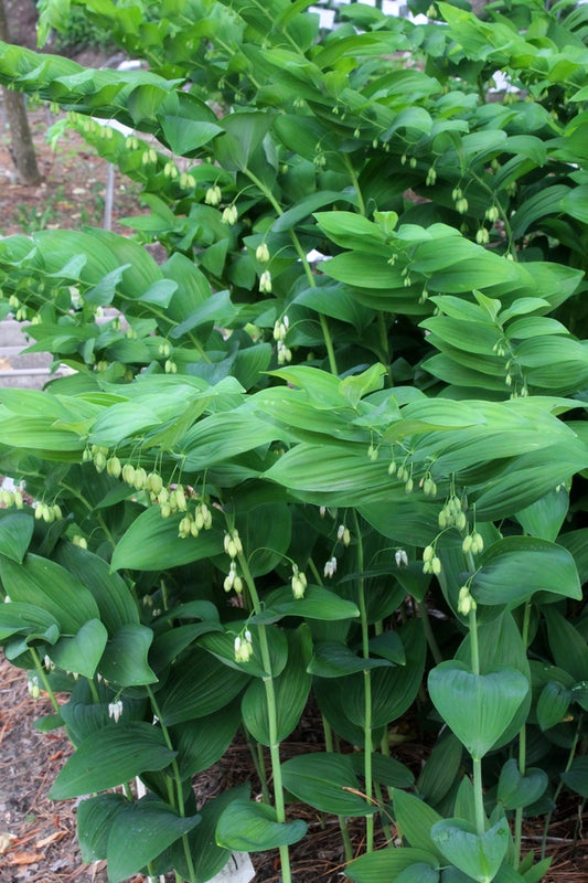 Image of Polygonatum commutatum 'Bigfoot'||